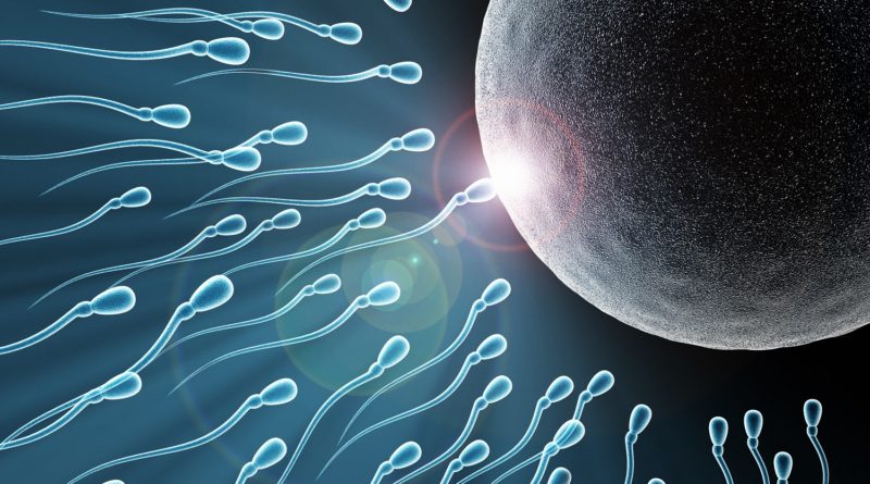 Sperm Sayısı Artırıcı Besinler Neler…